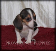 Small #14 Beagle