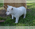Small #3 German Shepherd Dog