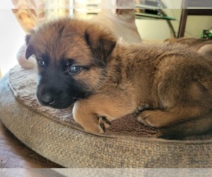 German Shepherd Dog Puppy for sale in CRANDALL, GA, USA