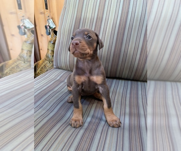Medium Photo #5 Doberman Pinscher Puppy For Sale in SCAPPOOSE, OR, USA