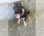 Small Photo #4 German Shepherd Dog Puppy For Sale in PENSACOLA, FL, USA