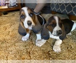 Small Photo #1 Basset Hound Puppy For Sale in PRESCOTT VALLEY, AZ, USA