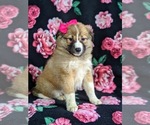 Small Photo #2 Shetland Sheepdog-Unknown Mix Puppy For Sale in PEACH BOTTOM, PA, USA