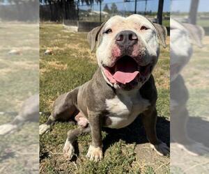 American Bulldog-Unknown Mix Dogs for adoption in Santa Cruz, CA, USA