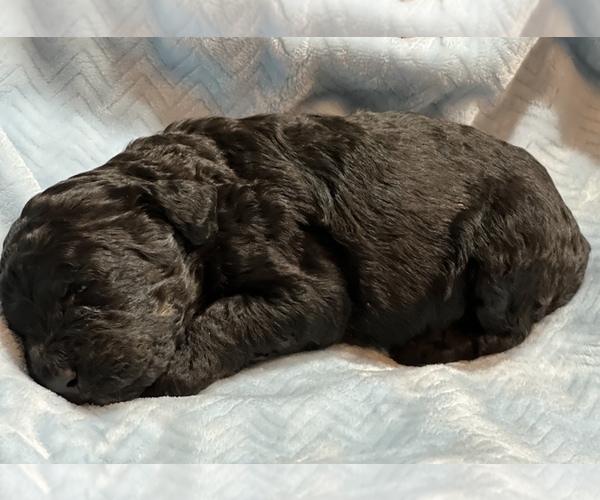 Medium Photo #6 Bernedoodle Puppy For Sale in CONWAY, AR, USA