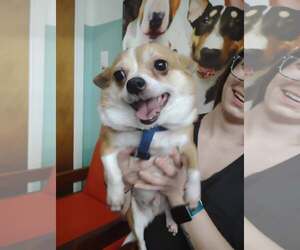Marty and Niko - Male ShiChi Dog for Adoption - Photo #2