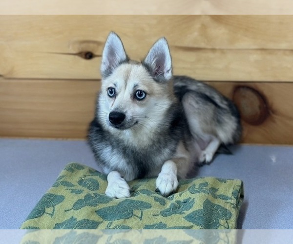Medium Photo #1 Alaskan Klee Kai-Pomsky Mix Puppy For Sale in ATHENS, WI, USA