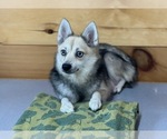 Small Photo #1 Alaskan Klee Kai-Pomsky Mix Puppy For Sale in ATHENS, WI, USA