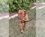 Small #1 Mastador