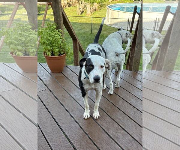 Medium Photo #3 Mutt Puppy For Sale in Rockaway, NJ, USA