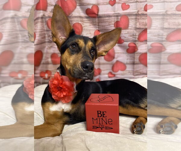 Medium Photo #5 Mutt Puppy For Sale in Hillsboro, MO, USA