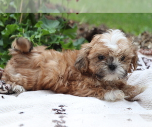 Shih Tzu Puppy for sale in SHILOH, OH, USA