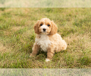 Cock-A-Poo-Poodle (Miniature) Mix Puppy for sale in SHIPSHEWANA, IN, USA