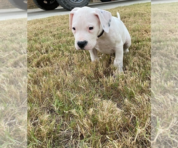 Medium Photo #17 Dogo Argentino Puppy For Sale in SAN ANTONIO, TX, USA