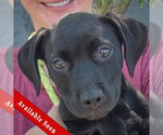 Small American Staffordshire Terrier Mix