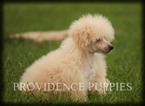 Small Photo #76 Poodle (Miniature) Puppy For Sale in COPPOCK, IA, USA