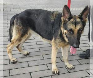 German Shepherd Dog-Unknown Mix Dogs for adoption in San Antonio, TX, USA