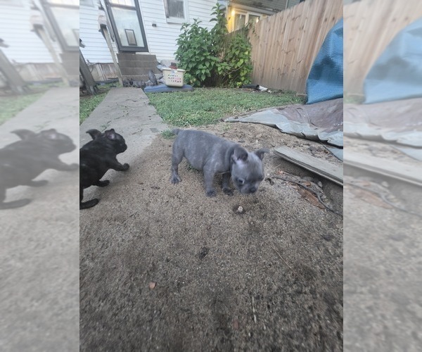 Medium Photo #3 French Bulldog Puppy For Sale in LOUISVILLE, KY, USA