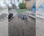 Small #2 French Bulldog