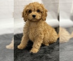 Small Photo #10 Cavapoo Puppy For Sale in QUAPAW, OK, USA