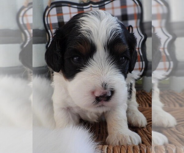 Medium Photo #5 Cavapoo Puppy For Sale in CARLISLE, KY, USA