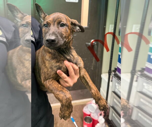 Medium Photo #1 Mutt Puppy For Sale in SHERBURNE, NY, USA