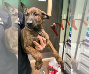 Mutt Dogs for adoption in SHERBURNE, NY, USA