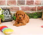 Small #4 Cavapoo (Miniature)