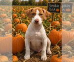Small Photo #2 Boxer Puppy For Sale in Southbury, CT, USA
