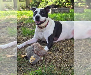 Rory - Male American Pit Bull Terrier Dog for Adoption - Photo #11
