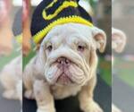Small Photo #11 English Bulldog Puppy For Sale in SANTA ANA, CA, USA