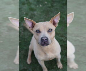 Chinese Shar-Pei-Unknown Mix Dogs for adoption in garner, NC, USA