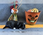 AKC Renault - Male Chihuahua Puppy for Sale - Photo #3