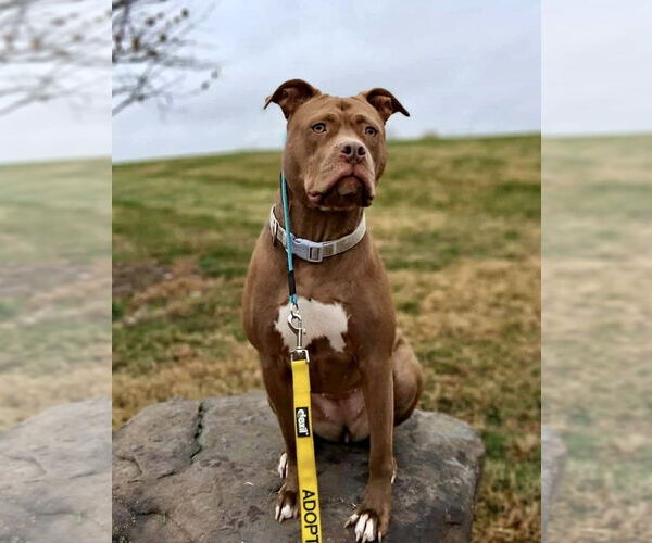 Medium Photo #3 Mutt Puppy For Sale in Rockville, MD, USA