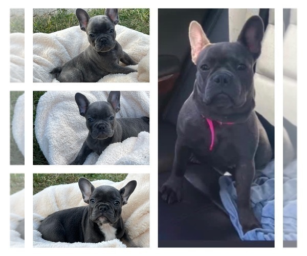 Medium Photo #7 French Bulldog Puppy For Sale in CINCINNATI, OH, USA