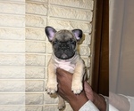 Small Photo #2 French Bulldog Puppy For Sale in WARREN, MI, USA