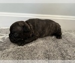 Small #10 French Bulldog-Miniature French Bull Terrier Mix