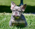 Small Photo #2 French Bulldog Puppy For Sale in PALMDALE, CA, USA
