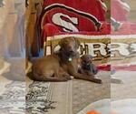 Small Photo #1 Chesapeake Bay Retriever Puppy For Sale in BROWNS VALLEY, CA, USA