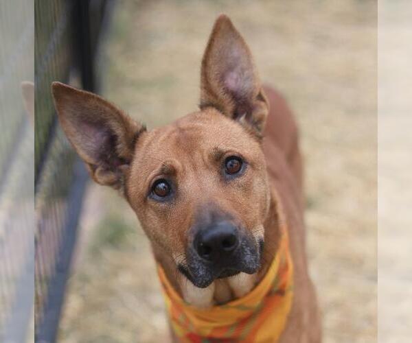 Medium Photo #1 Black Mouth Cur-Unknown Mix Puppy For Sale in San Antonio, TX, USA