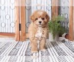 Small Photo #1 Maltipoo Puppy For Sale in NAPLES, FL, USA