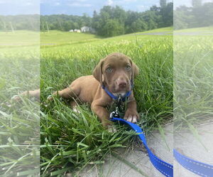 Labrador Retriever-Unknown Mix Dogs for adoption in Derwood, MD, USA