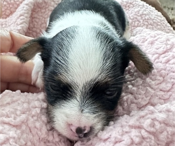Medium Photo #12 Chorkie Puppy For Sale in SOUTH BEND, IN, USA
