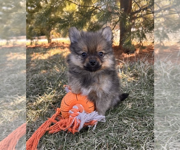 Medium Photo #1 Pomeranian Puppy For Sale in MIDDLEBURY, IN, USA