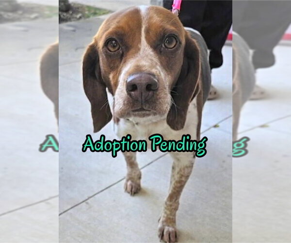 Medium Photo #1 Beagle Puppy For Sale in Dunnellon, FL, USA