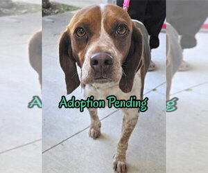 Beagle Dogs for adoption in Dunnellon, FL, USA