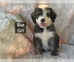 Small #6 Bernedoodle