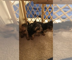 Chorkie Puppy for sale in GREENSBORO, NC, USA