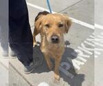 Small #2 Golden Retriever Mix