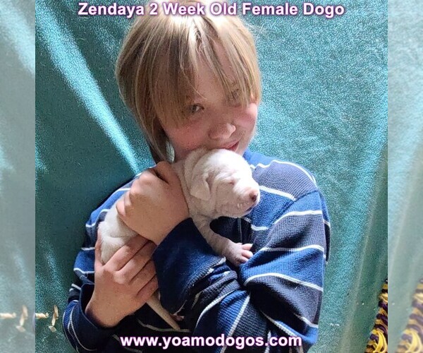 Medium Photo #44 Dogo Argentino Puppy For Sale in JANE, MO, USA
